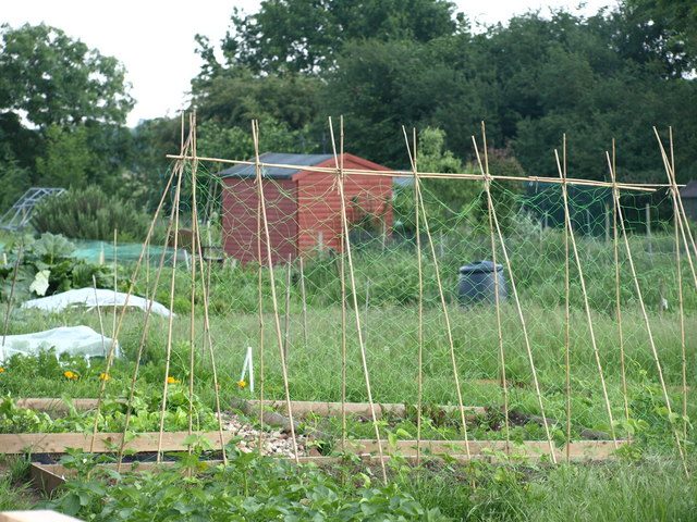 The use of trellises in allotment gardening