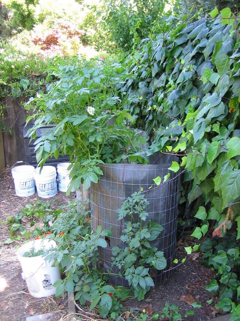 Potato planter