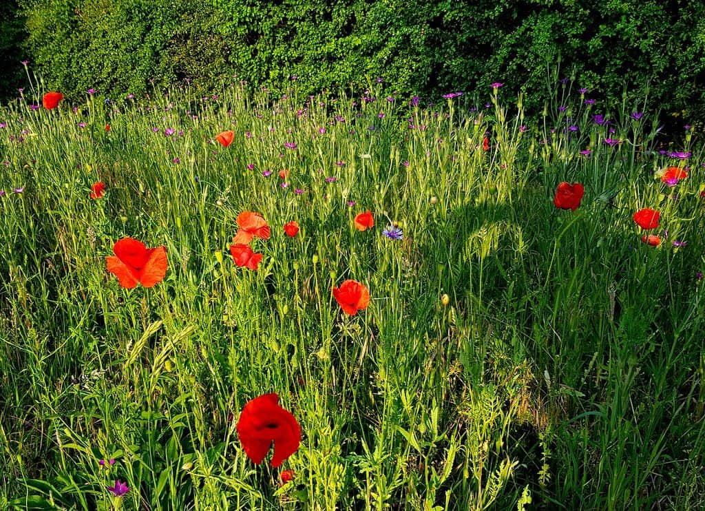 Mill chase wildflowers