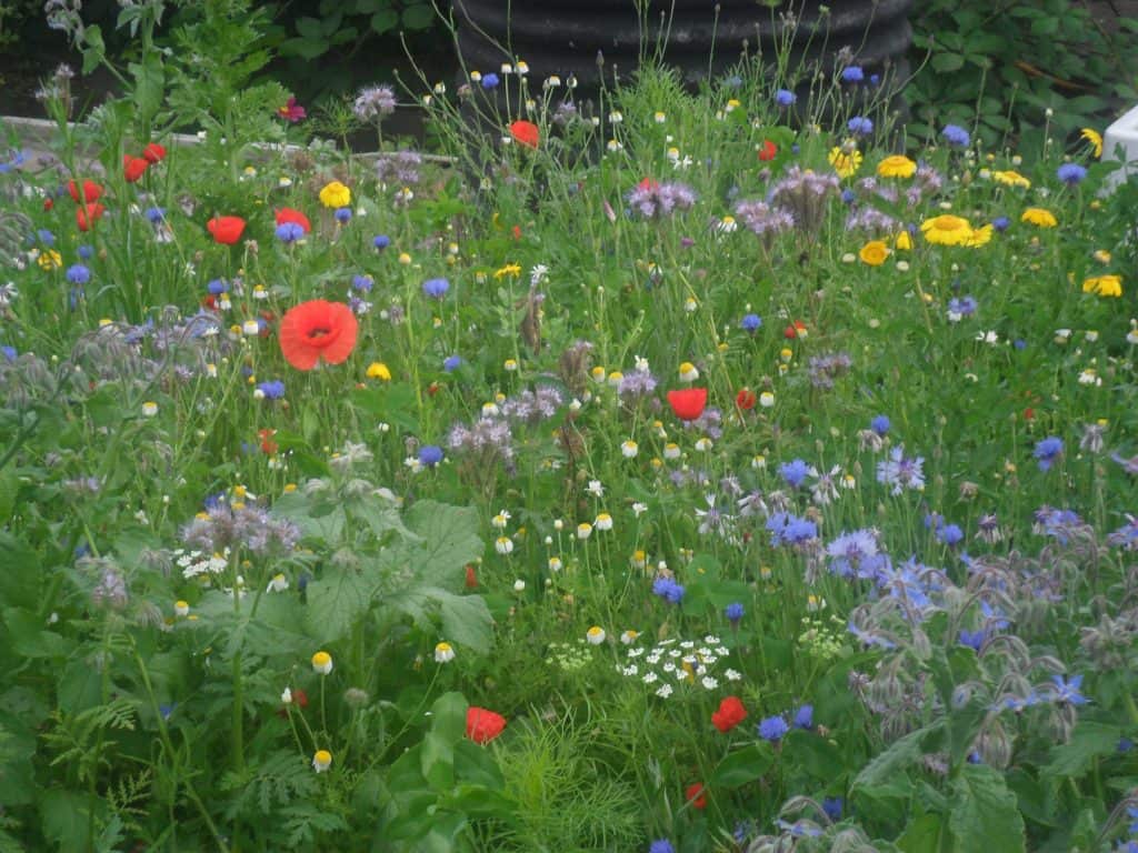 Grow arable flowers for allotment gardening
