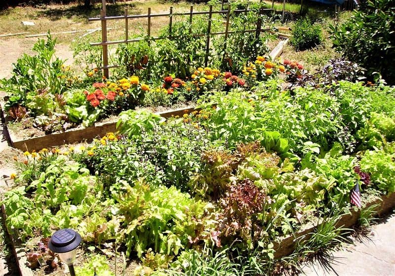 Intercropping for allotment gardens