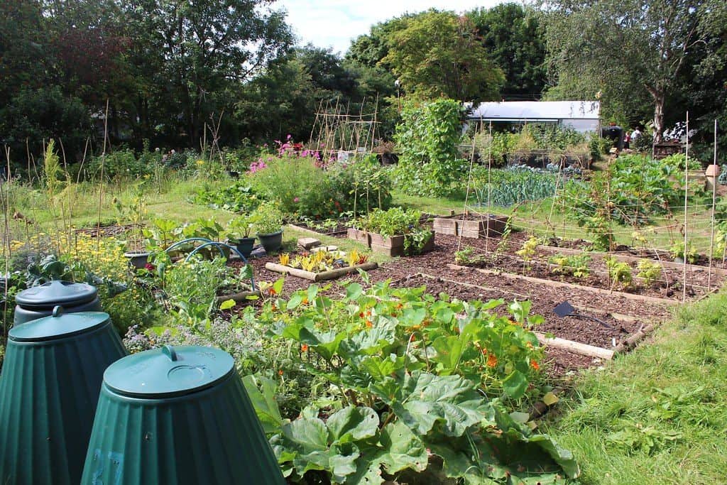 Backyard allotment plot with watering butts