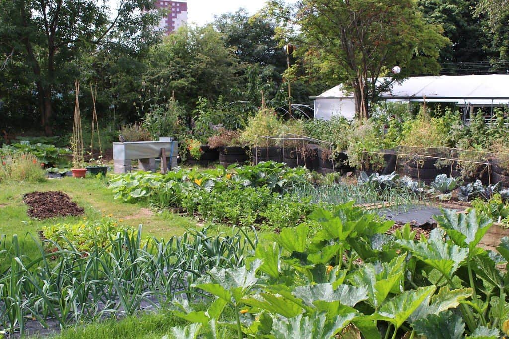 Permaculture vegetable garden