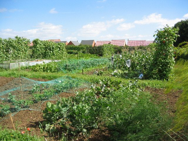 Horizontal and vertical allotment gardening scheme