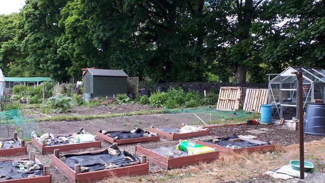 Backyard allotment garden