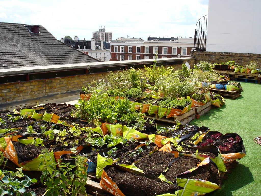 Rooftop allotment for herbs