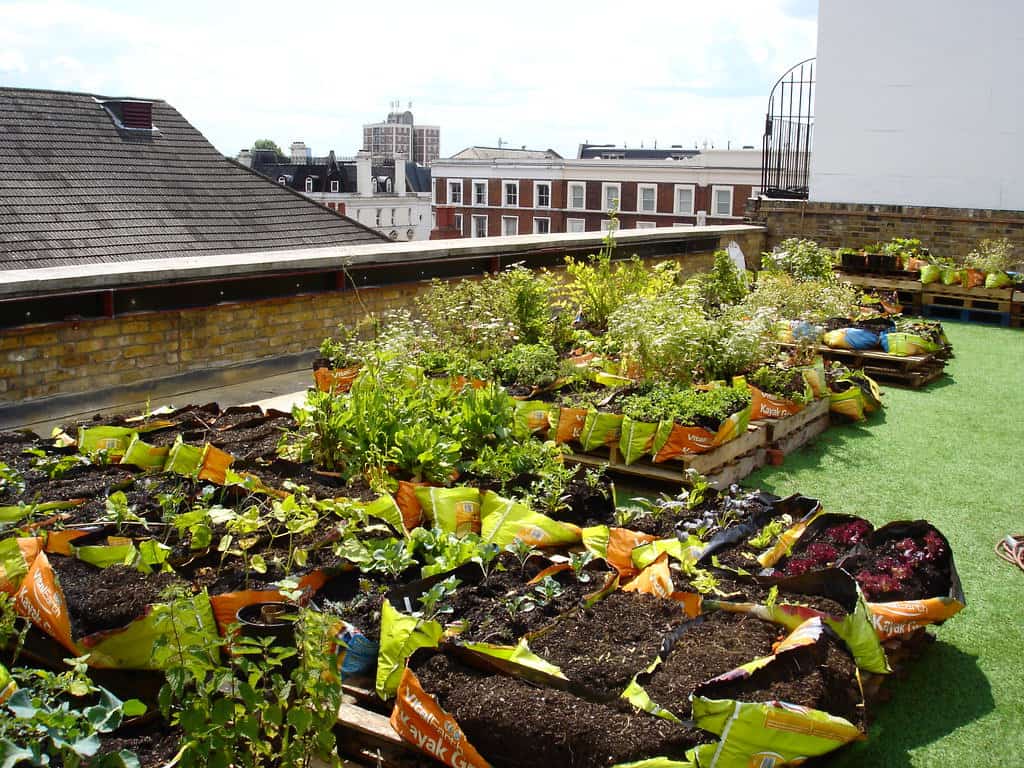 Allotment Ideas And Tips To Make The Most Of Your Plot