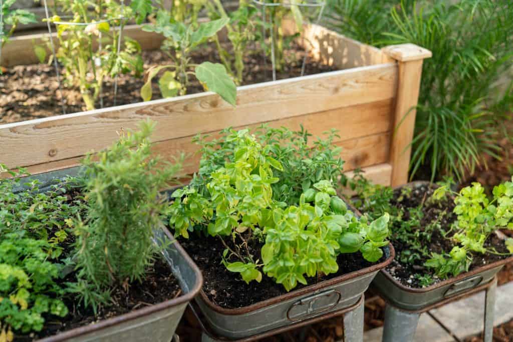 Allotment garden with herbs