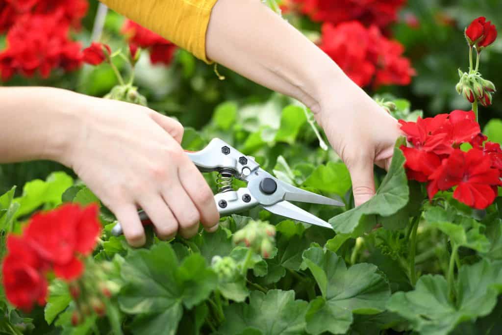 Pruning shears for pruning