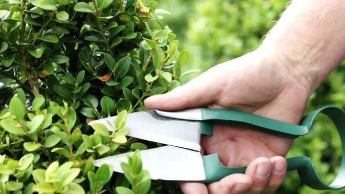 Topiary shears for pruning
