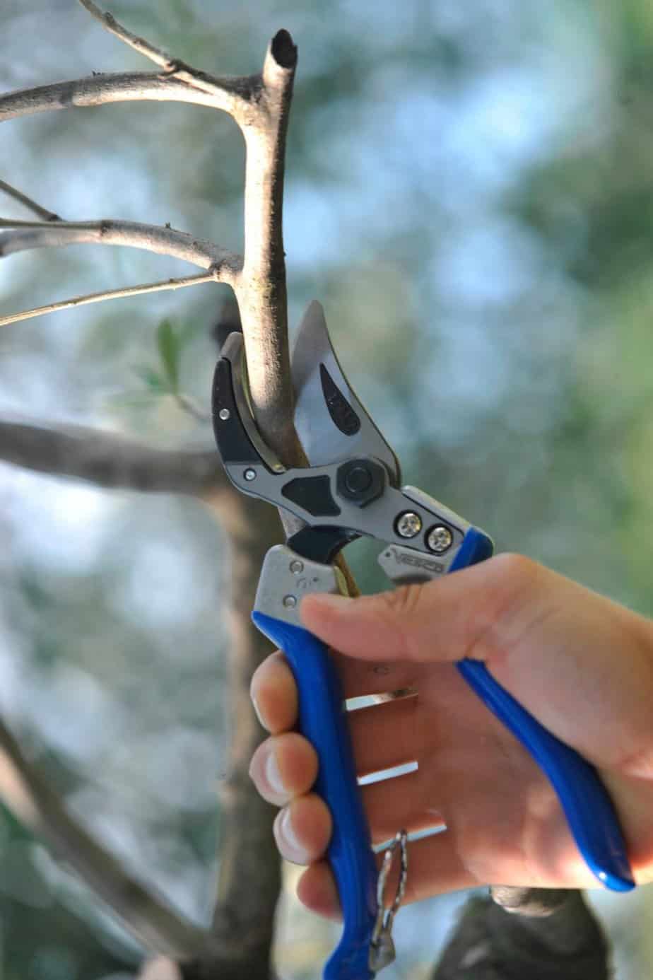 Curved pruning shears for pruning