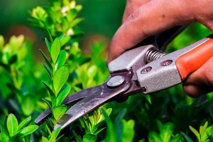 Bypass secateurs for pruning