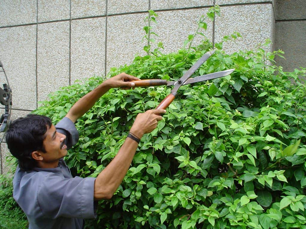 A man pruning shears