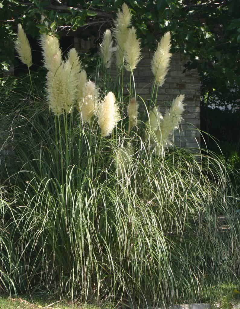 Ornamental grasses