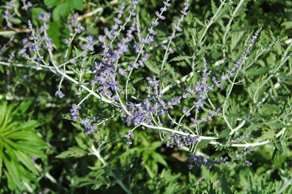 Russian sage