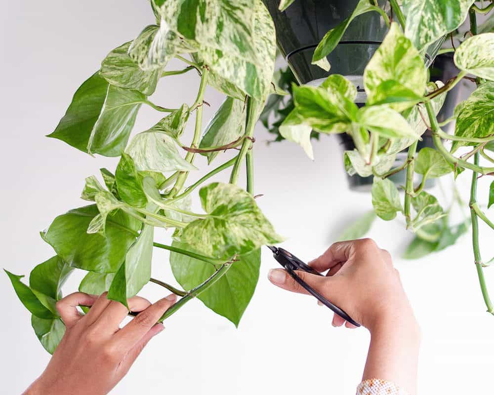 Pruning houseplant and potted flowers