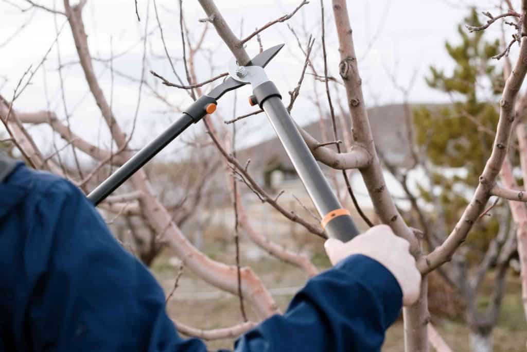 Loppers for pruning