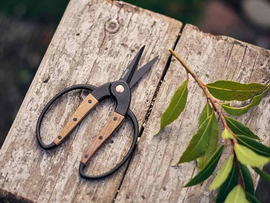 Floral scissors for pruning