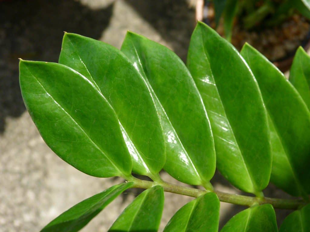 ZZ plant leaves up close