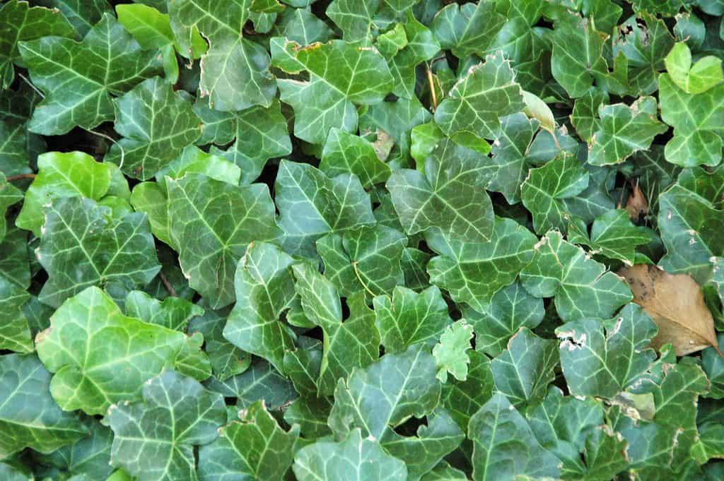 English Ivy plant