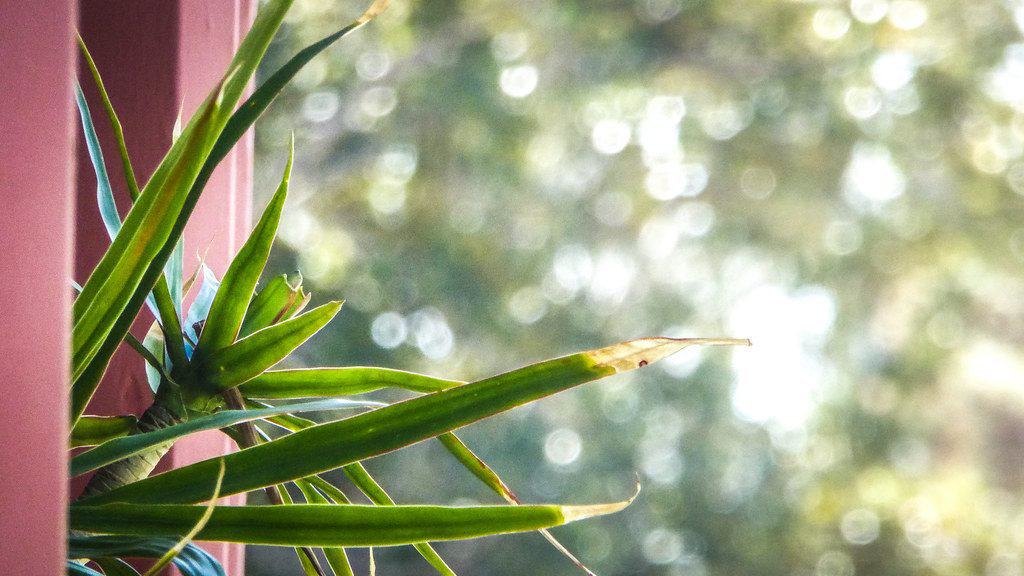 Dragon tree plant