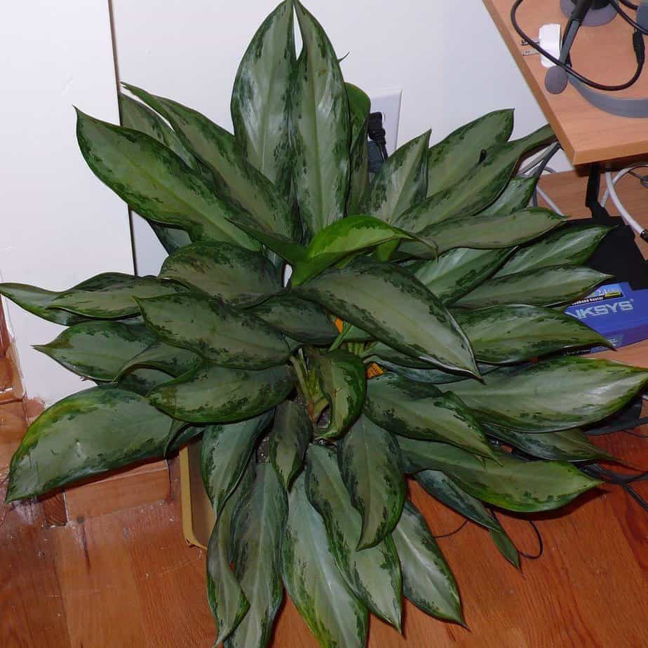 Chinese evergreen