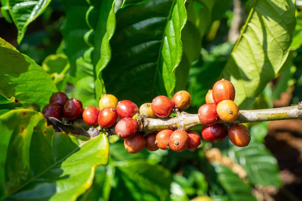 Coffee plant