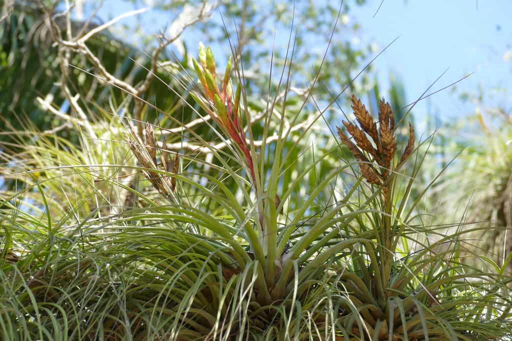 Air plant