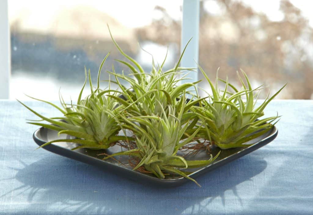 Air plant for indoor gardening