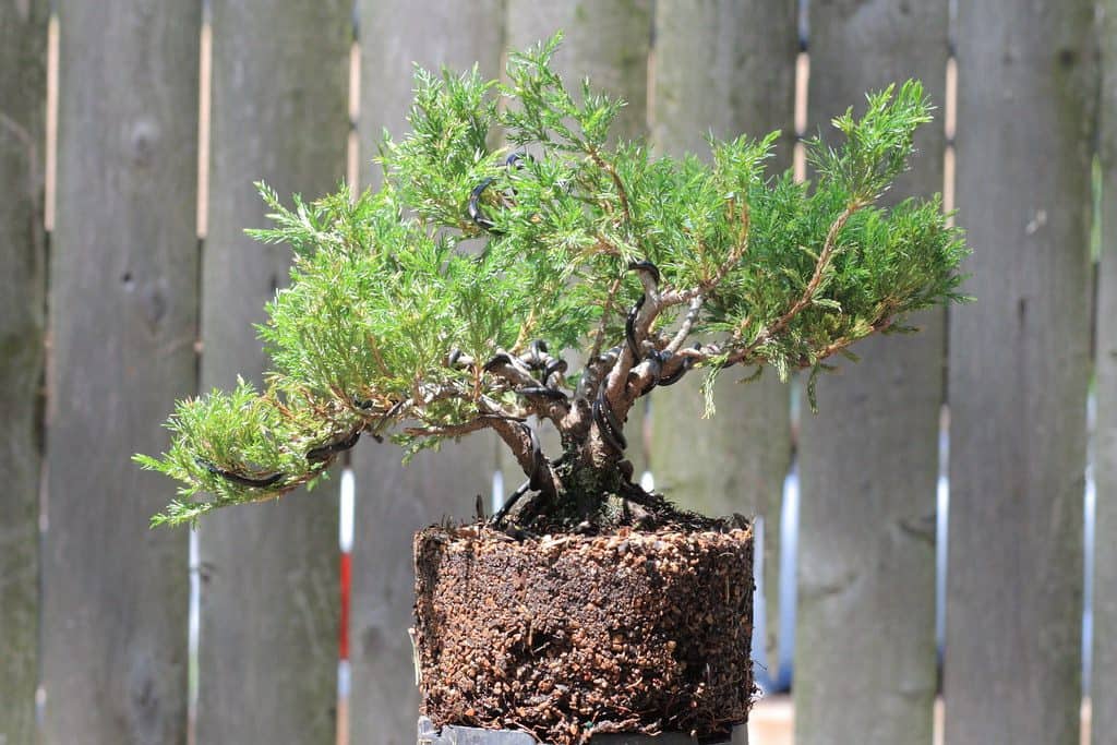 Bonsai plant