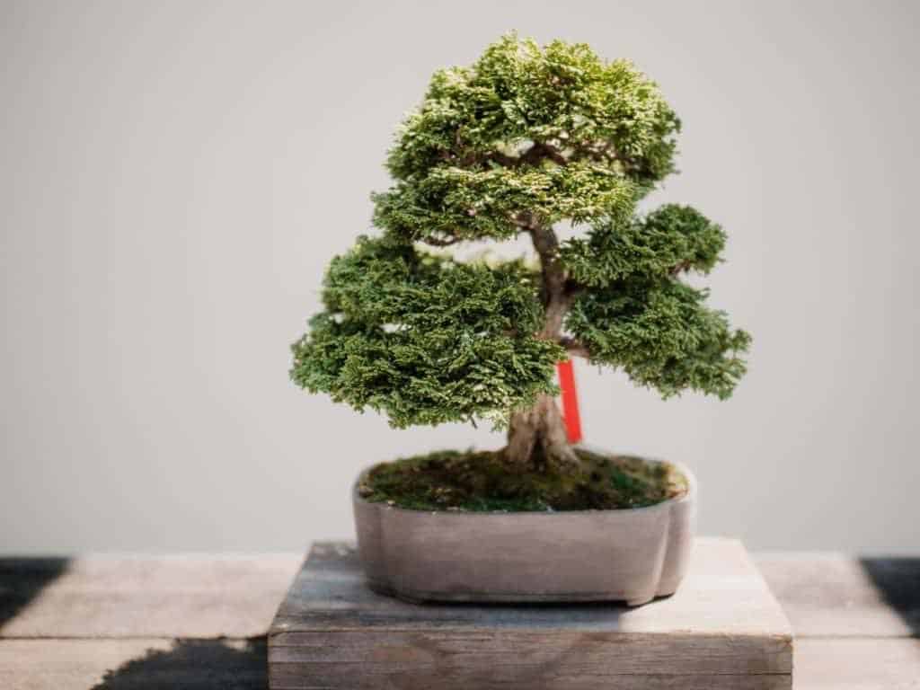 Juniper bonsai for indoor gardening
