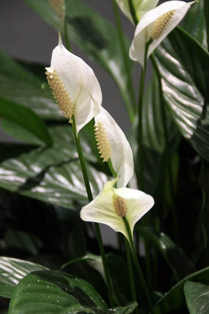 Peace lily