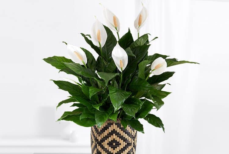 Peace lily for indoor gardening