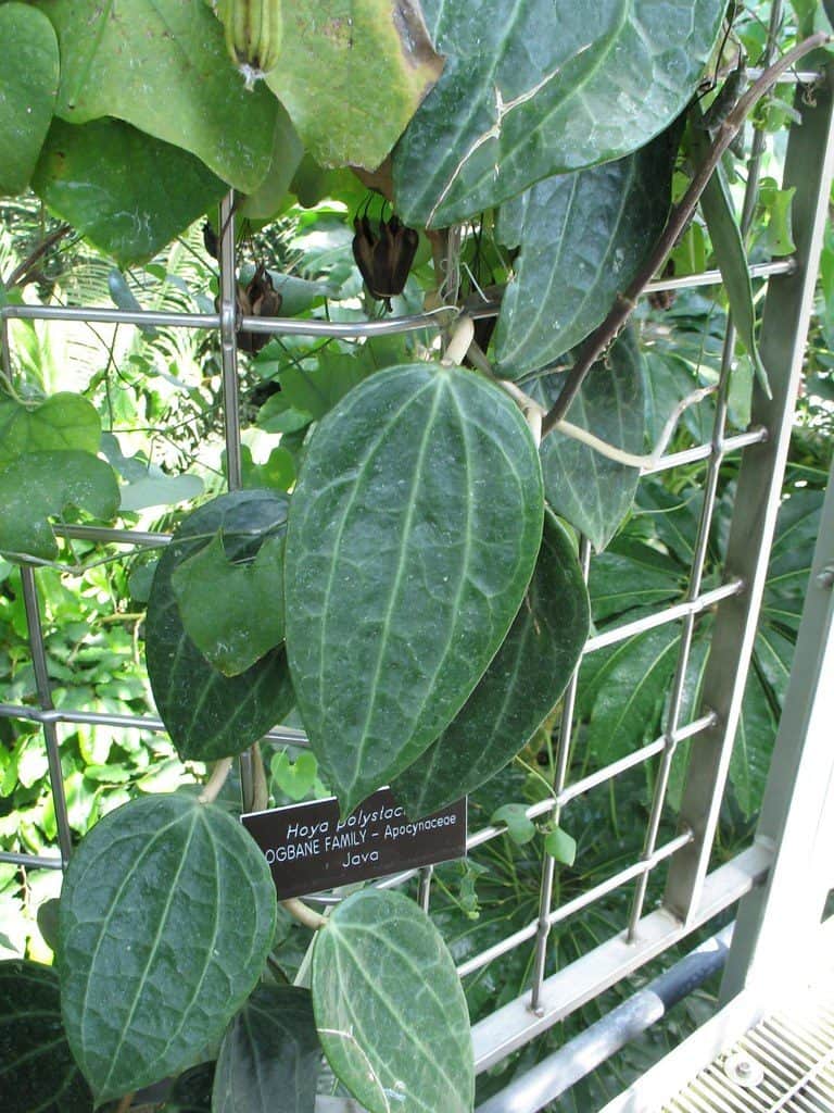 Hoya macrophylla