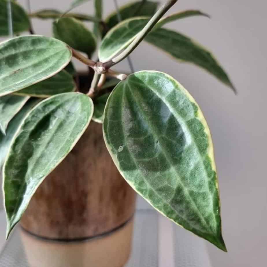 Hoya macrophylla for indoor gardening
