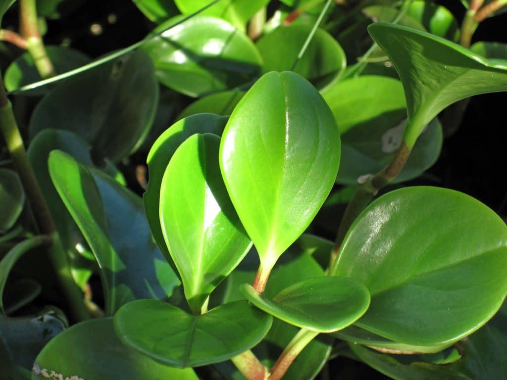 Peperomia leaves in sunlight up close