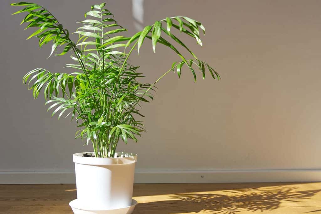 Parlor palm for indoor gardening