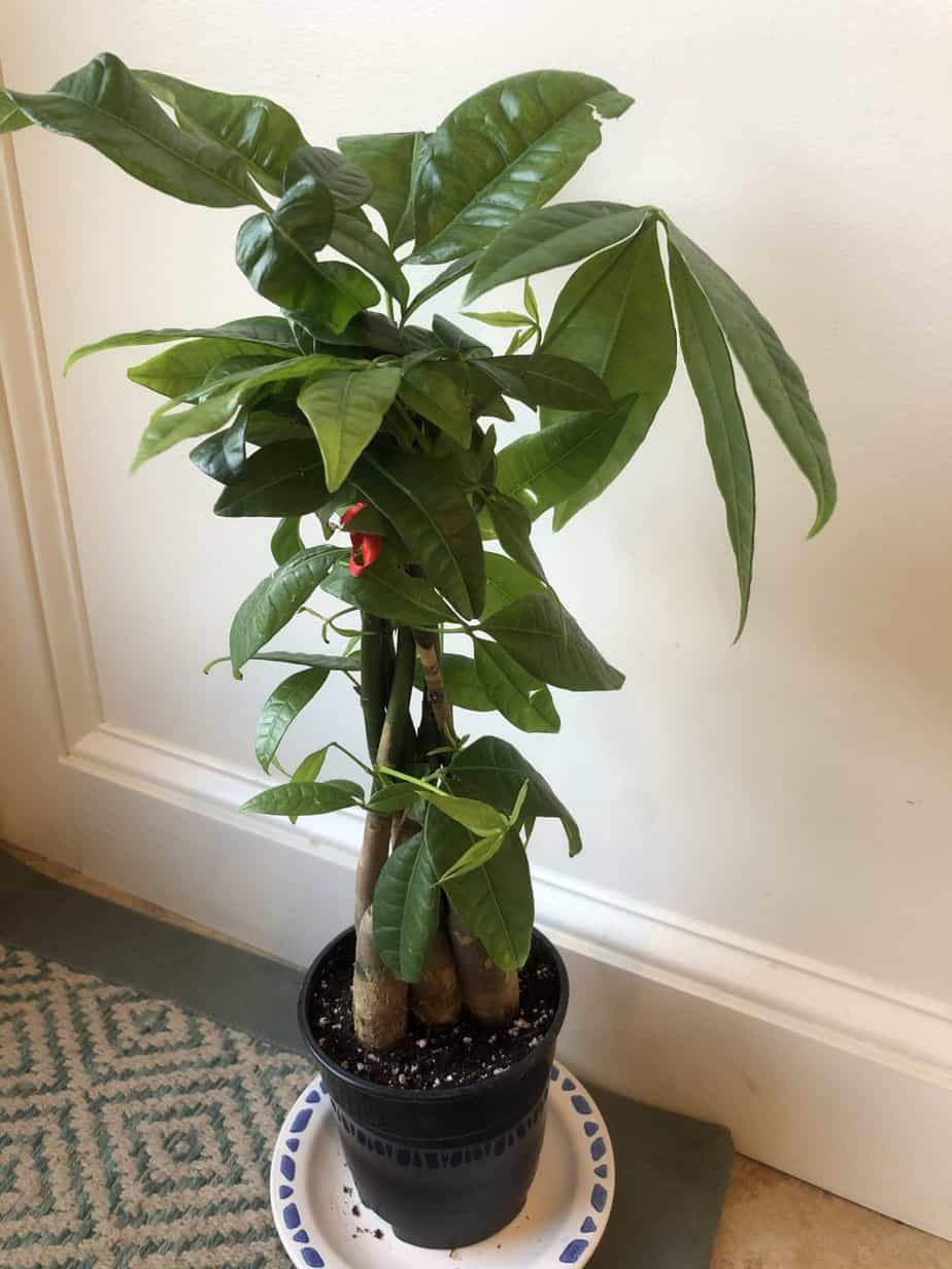 Potted money tree plant