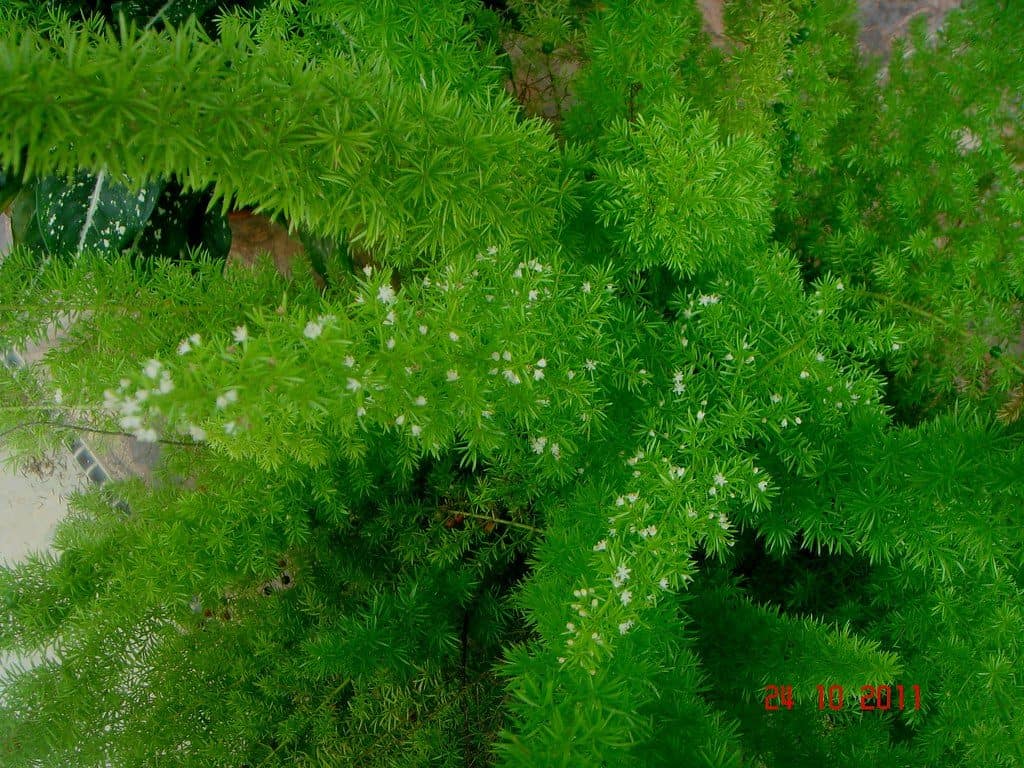 Asparagus fern leaves