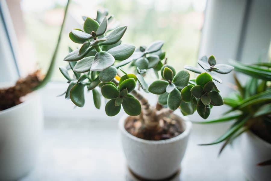 Jade plant for indoor gardening