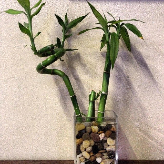 Lucky bamboo plant