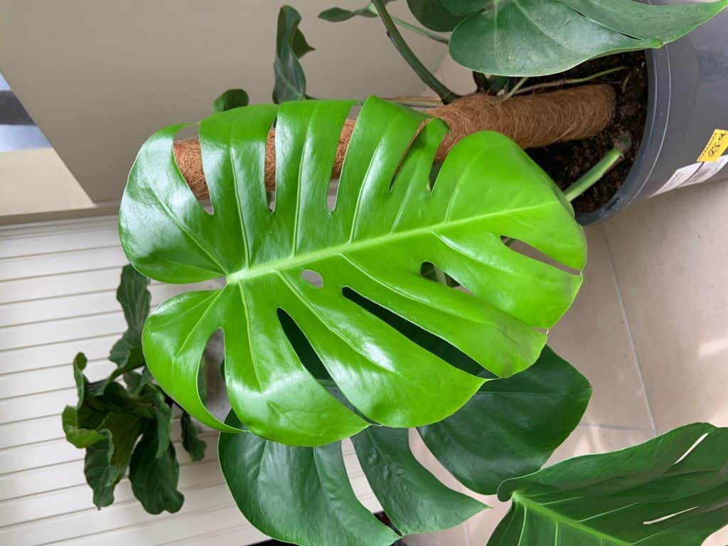 Monstera leaves