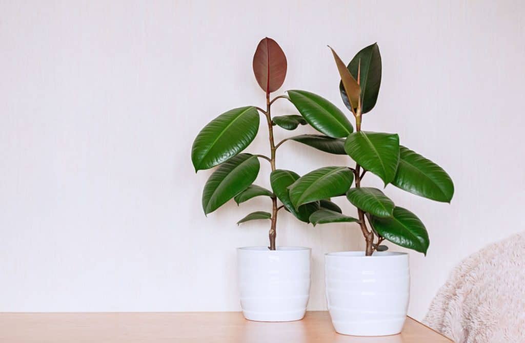 Rubber tree plant for indoor gardening