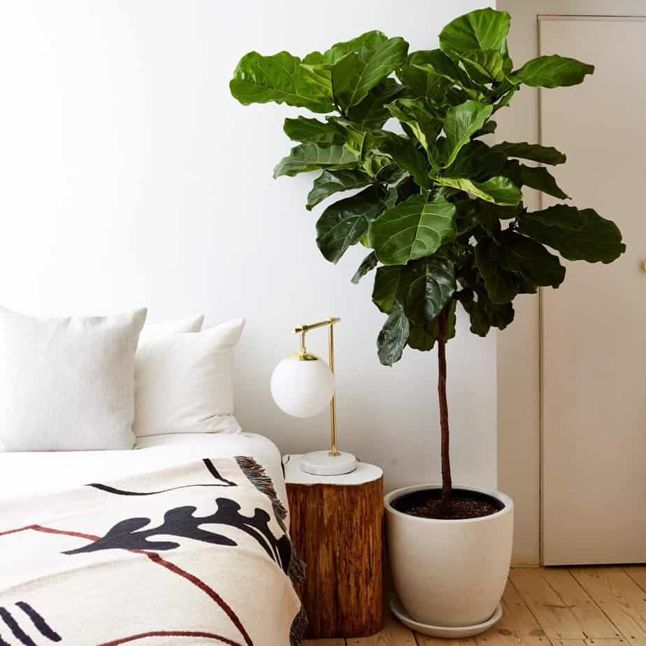 Fiddle-leaf fig tree for indoor gardening