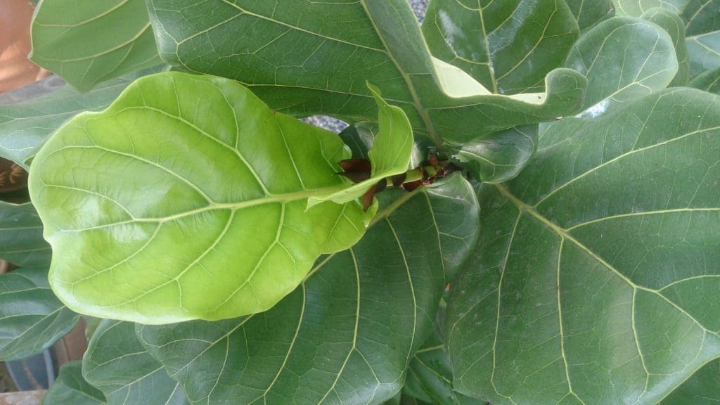 Fiddle leaf fig