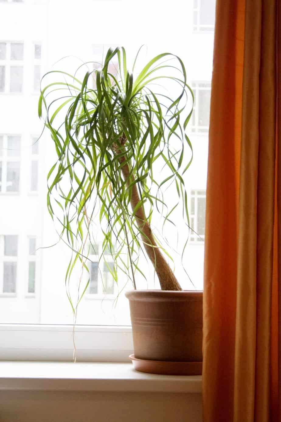 Ponytail palm for indoor gardening