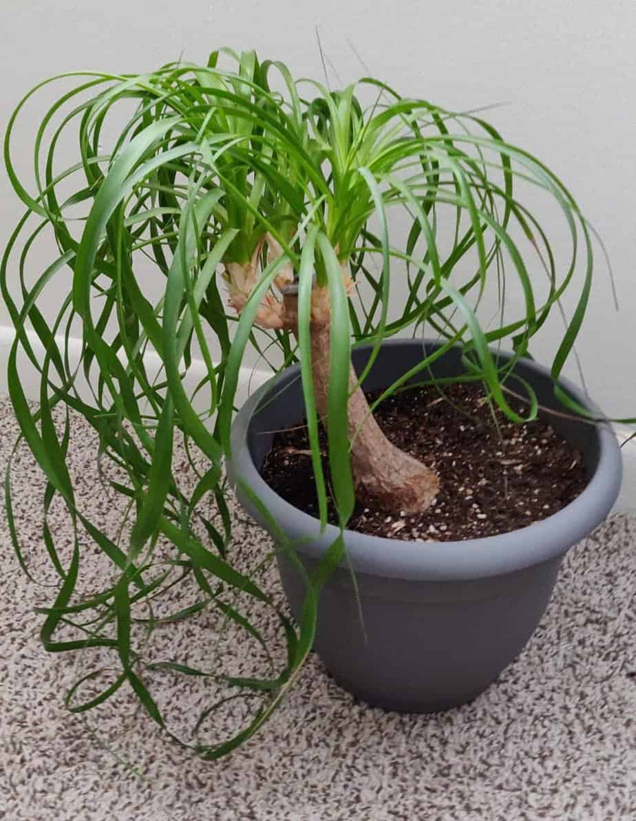 Ponytail palm tree