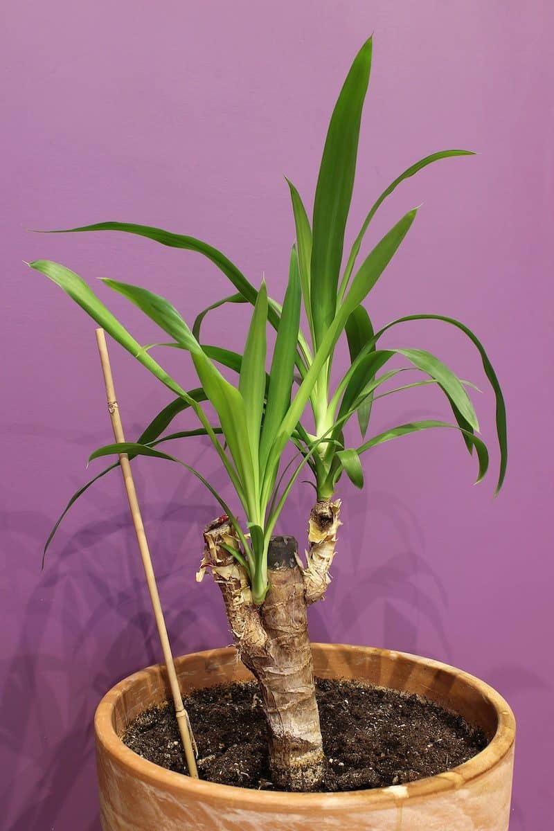 Potted yucca plant