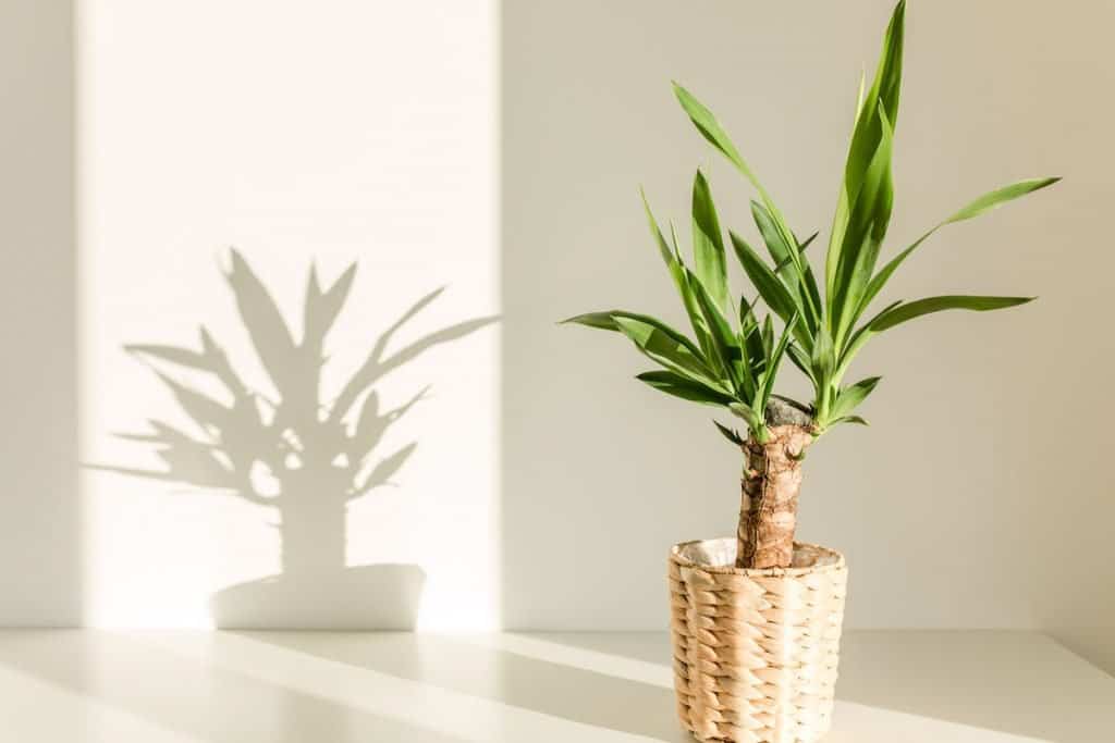 Yucca plant for indoor gardening