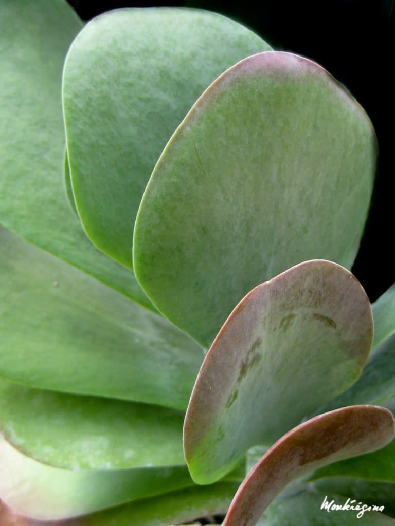 Paddle plant leaves up close